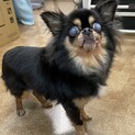 チワワ7歳　性格めちゃくちゃよいです！！