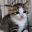 生後二ヶ月くらいのキジ白の子猫１ 5月26日保護