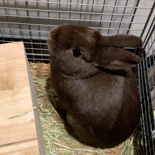 この子の幸せのために。（ネザーランドドワーフ）