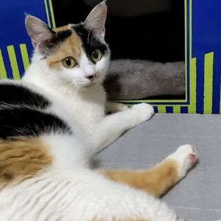 里親急募。リリース予定。三毛猫ベリーちゃん