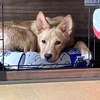 募集停止ほんとに本当にかわいい性格してるんです