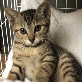 トイレも完璧。とても甘えん坊ちゃんです