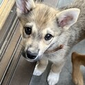 お目々クリクリ甘えん坊な男の子です