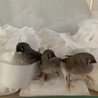 キンカチョウ５羽