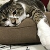 nekoshi