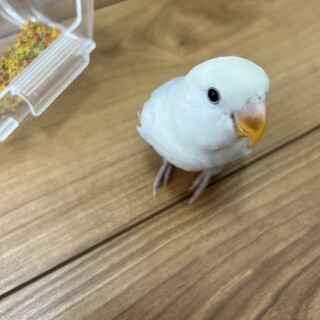 （検討中の為新規応募不可）コザクラインコ