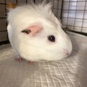 モルモットをお迎えして頂ける方募集します