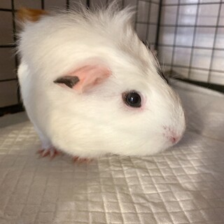 モルモットをお迎えして頂ける方募集します