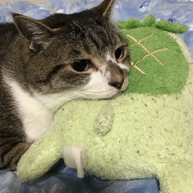nekoshiのカバー写真