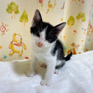 イケメンハチワレ１ヶ月‼︎