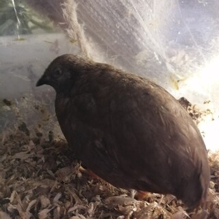 2才のひめうずら2羽(雄雌)