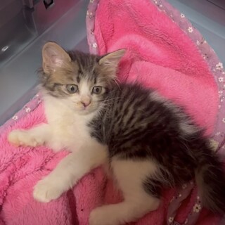 少しふわふわの可愛い女の子