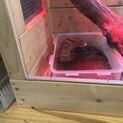サルバトールモニター　2歳