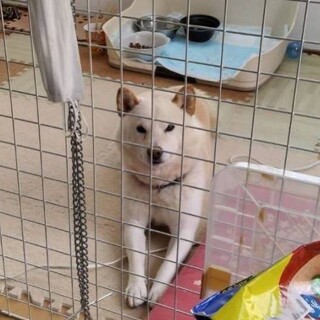 【代理投稿】☆ 白柴 ☆里親さま決定☆