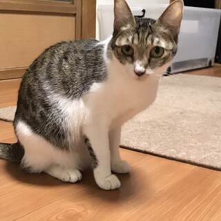 猫エイズ陽性くらちゃん。