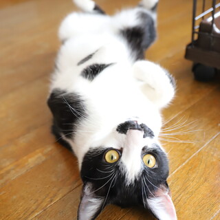 クック♡穏やかであまえんぼうイケメン