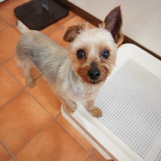 元気っこヨーキー:ゆりちゃん