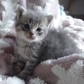 かわいい♡生後約3週齢の子猫ペイズリー【代理投稿】