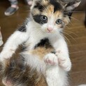 生後1ヶ月半程度の女の子　三毛