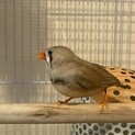 キンカチョウの子ども譲ります