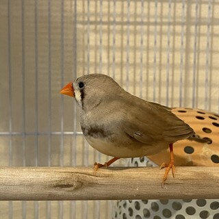キンカチョウの子ども譲ります