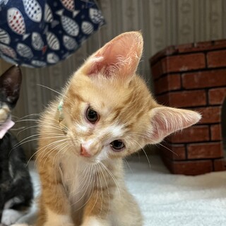 人懐っこくて元気いっぱい5匹兄妹♡ラファくん