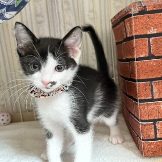 人懐っこくて元気いっぱい5匹兄妹♡シナーくん