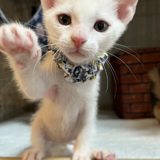 人懐っこくて元気いっぱい5匹兄妹♡コルダくん