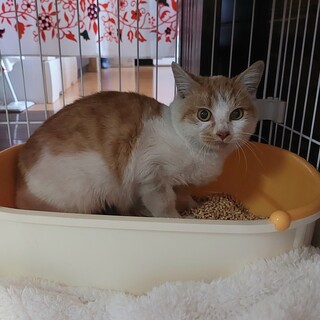 まだ少し警戒しますが根は甘えたです