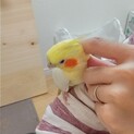 オカメインコ ルチノー