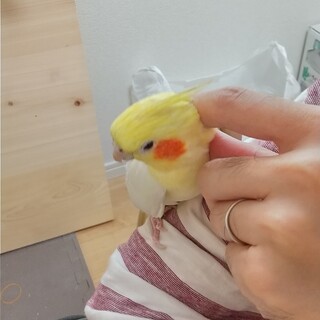 オカメインコ ルチノー