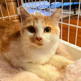 ツンツンツンでれな茶白の女の子