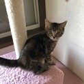父MIX猫×母立ち耳スコMIX 現在2頭とも交渉中