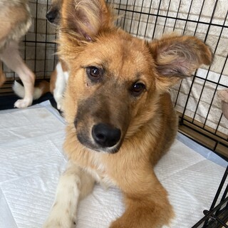 大きなお耳が特徴✴︎家族探してます。