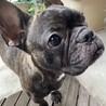 フレンチブルドッグのエリちゃん♀４才 サムネイル2