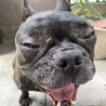フレンチブルドッグのエリちゃん♀４才 サムネイル5