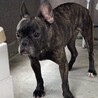 フレンチブルドッグのエリちゃん♀４才 サムネイル6