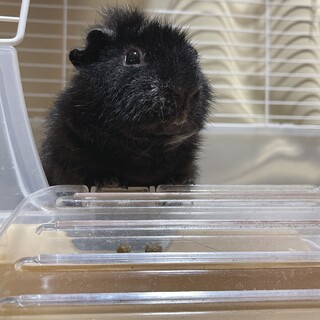 2才モルモットの男の子です！