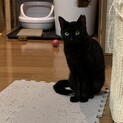 おとな猫は発見がいっぱい～黒猫みゅうは愛がいっぱい
