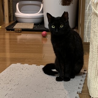 おとな猫は発見がいっぱい～黒猫みゅうは愛がいっぱい