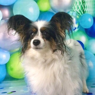 甘えんぼさんの5~6才パピヨンちゃん！