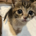 長いしっぽのお茶目な子猫