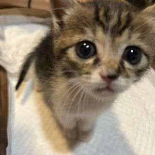 長いしっぽのお茶目な子猫