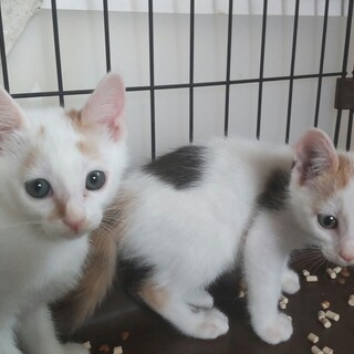 とても可愛い2匹です(*^^*)