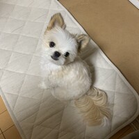 小林チップ