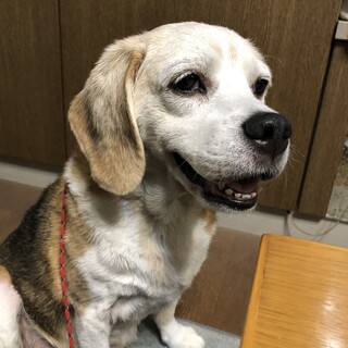 お散歩大好き、アリーちゃん!!