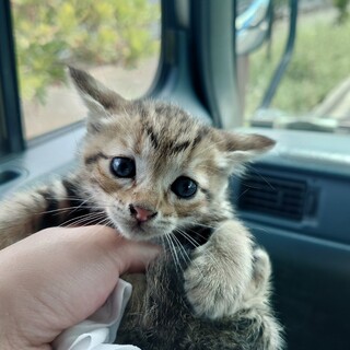 子猫ちゃん虎柄