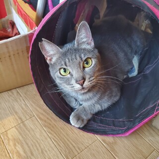 遊ぶの大好きスリゴロぐれちゃん♀️