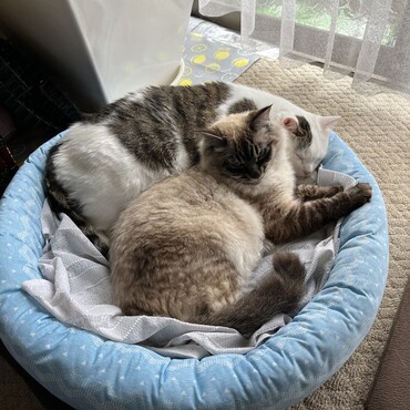 05/31/2022 夏用に新しいベッドを買いました。