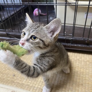 3姉妹　虎柄　子猫